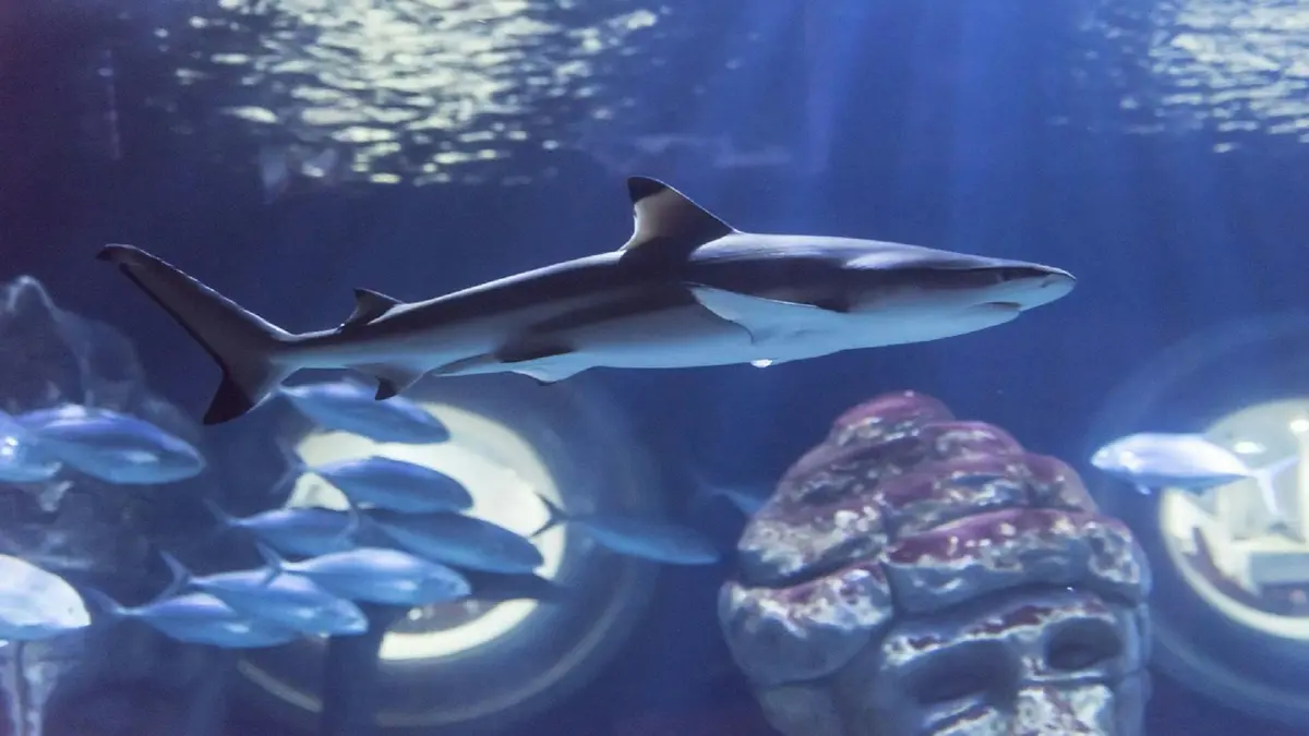 Un requin nage dans un aquarium avec une formation rocheuse et un banc de poissons en arrière-plan, sous un éclairage faible et bleuté.