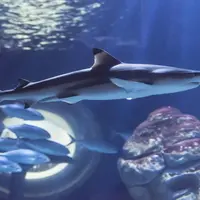 Un requin nage dans un aquarium avec une formation rocheuse et un banc de poissons en arrière-plan, sous un éclairage faible et bleuté. DR
