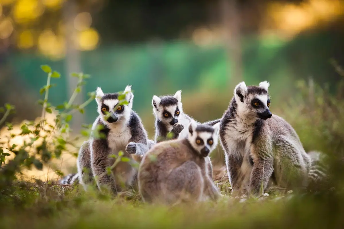 Un groupe de lémuriens à queue annulaire assis sur le sol en plein air, entourés de plantes et d'un arrière-plan naturel flou.