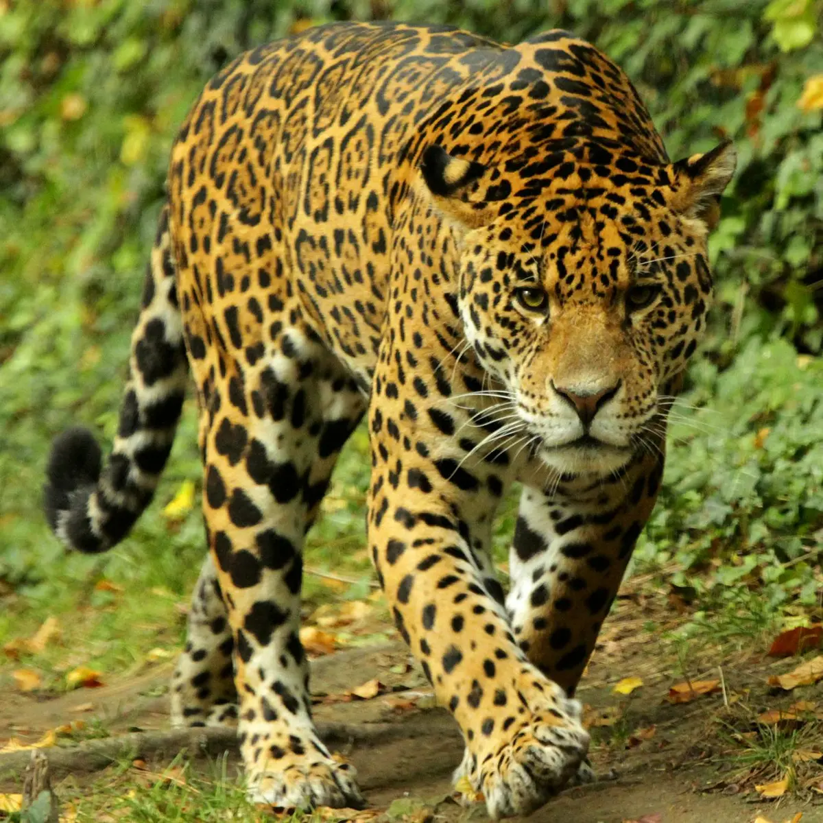 Un jaguar rôde sur un sentier forestier, entouré d'une végétation luxuriante. Son pelage est couvert de taches et de rosettes noires caractéristiques.