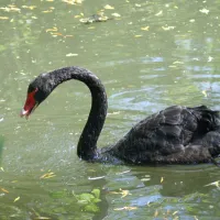 Un cygne noir au Centre de réintroduction des cigognes et des loutres en Alsace DR