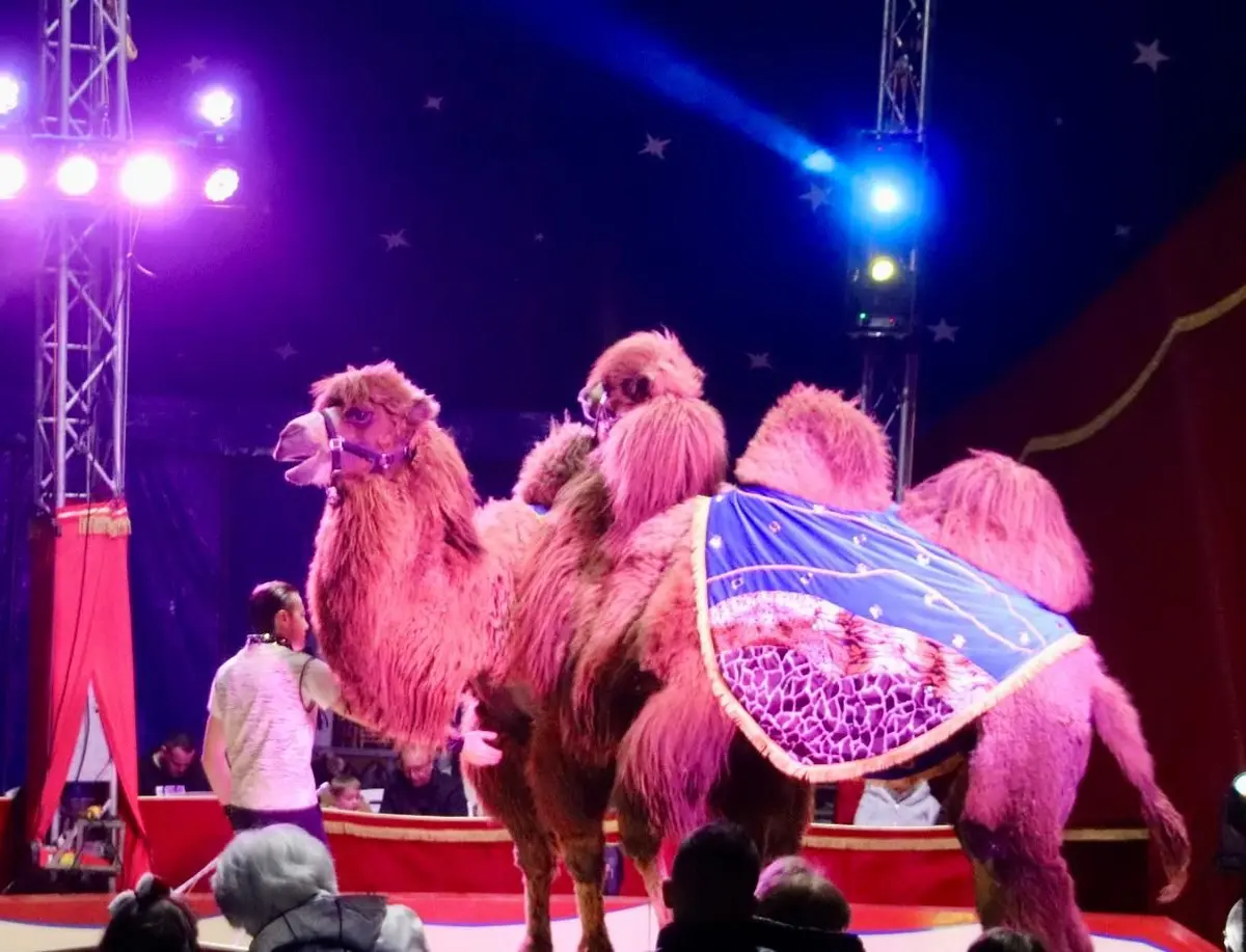 Cirque rico zavatta a saint martin de ré 