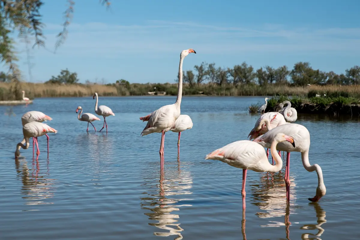 Flamants roses en Camargue