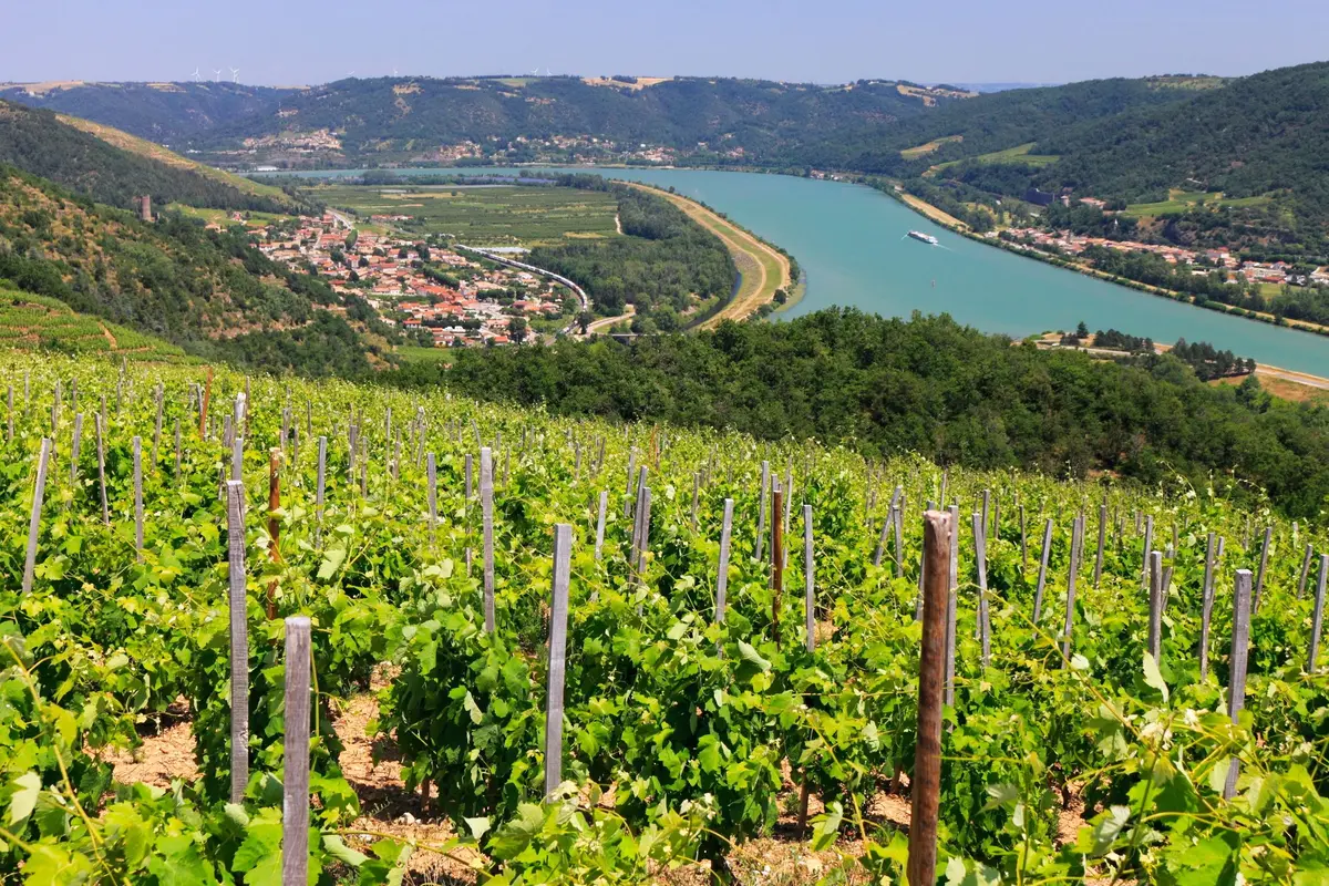 Vignobles de Condrieu