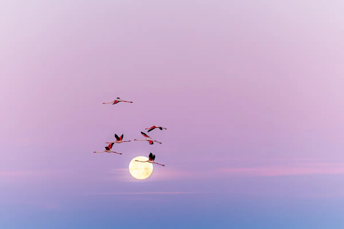 18e Édition - Festival de la Camargue