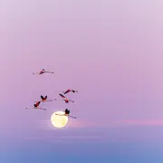 18e Édition - Festival de la Camargue