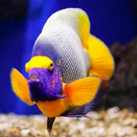 Aquarium ONIRIA &copy; Aquarium ONIRIA