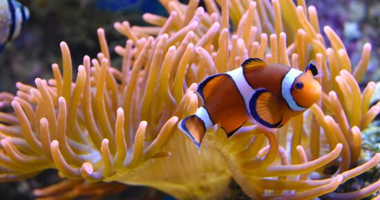 Aquarium Nausica&aacute;: Billet coupe-file
