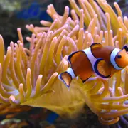 Envie de bouger dans le Pas-de-Calais ce week-end (24-26 avril 2026) ? Voici 9 idées de sorties