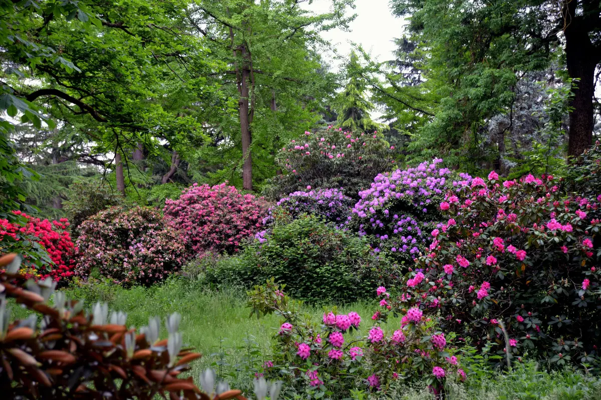 Jardin luxuriant avec des rhododendrons roses et violets en fleurs, entourés de grands arbres verts denses.