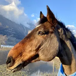 Cheval en demi-pension