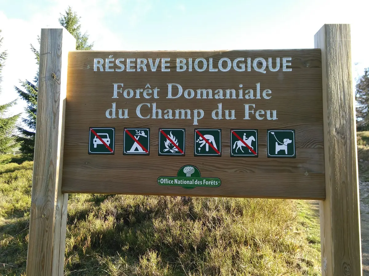 La tourbière : un héritage naturel au Champ du Feu