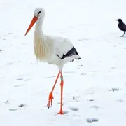 Match : 1er janvier à Wickerschwihr vs 1er juillet à Wickerschwihr