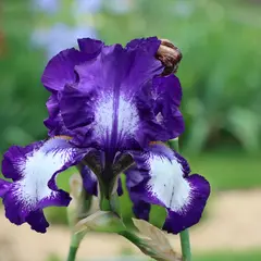 Fête du Jardin