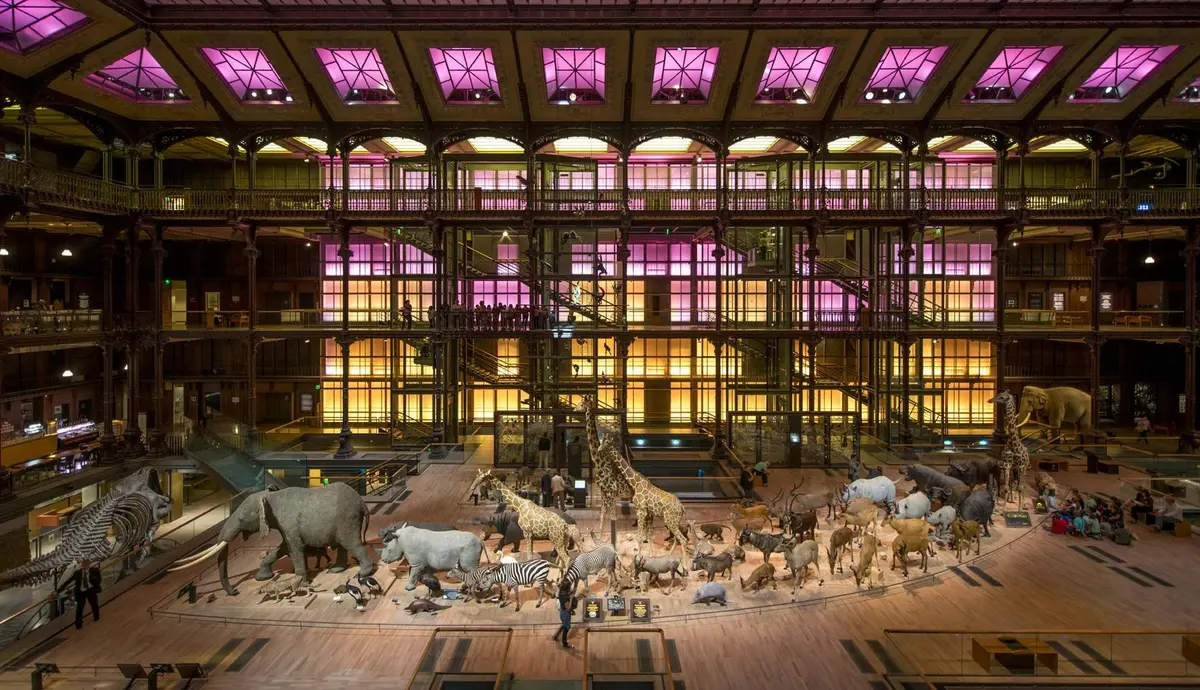 Une exposition muséale présentant un large éventail de taxidermies animales, dont des éléphants, des girafes et des zèbres, avec des fenêtres éclairées en violet.