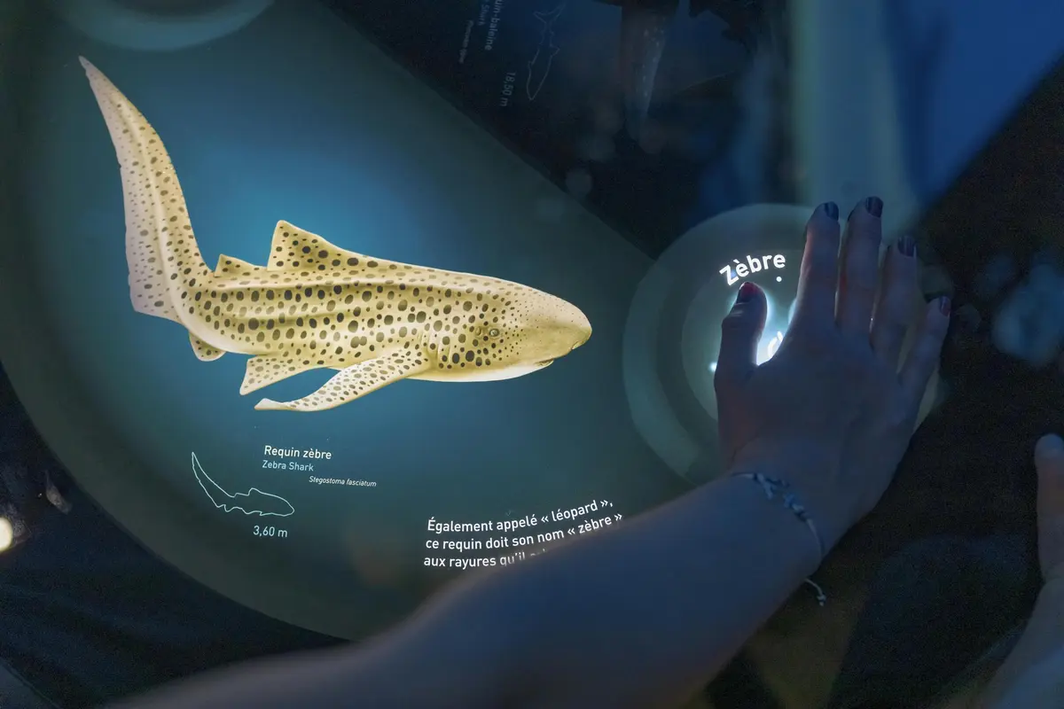 La main d'une personne se dirige vers une exposition de musée présentant une maquette de requin zèbre illuminée et accompagnée d'un texte descriptif.