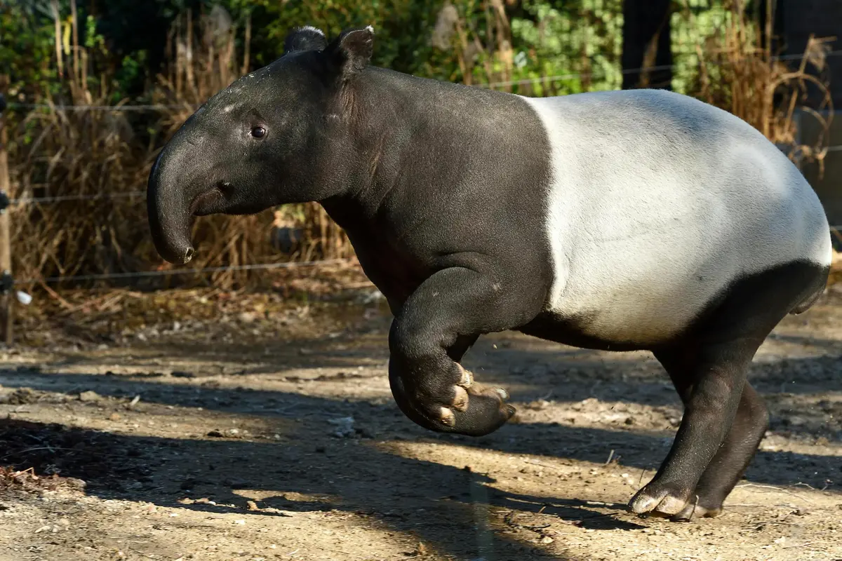 Tapir malais marchant sur un sol en terre battue avec de la végétation en arrière-plan.