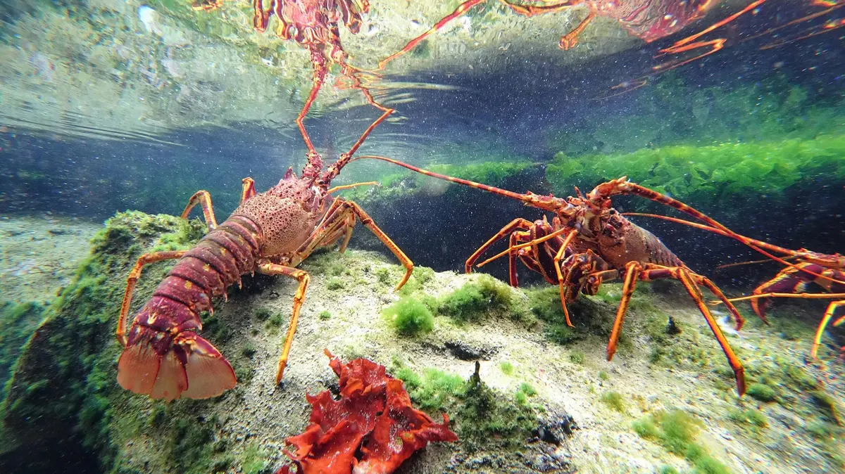 Deux homards sous l'eau sur un fond de sable et d'algues, avec du corail rouge et des algues vertes en arrière-plan.