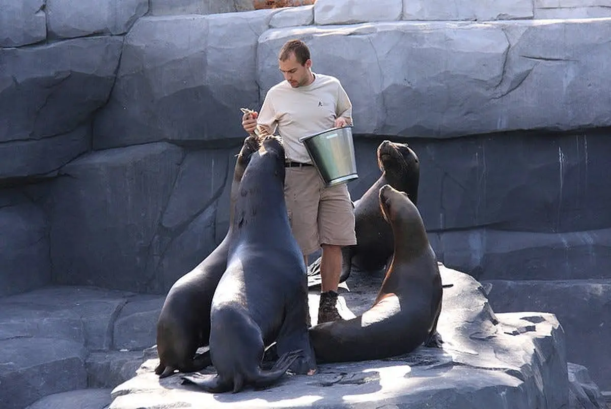 Un homme nourrit cinq otaries sur une surface rocheuse, avec un seau et des poissons.