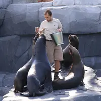 Un homme nourrit cinq otaries sur une surface rocheuse, avec un seau et des poissons. &copy; Loïc Ventre