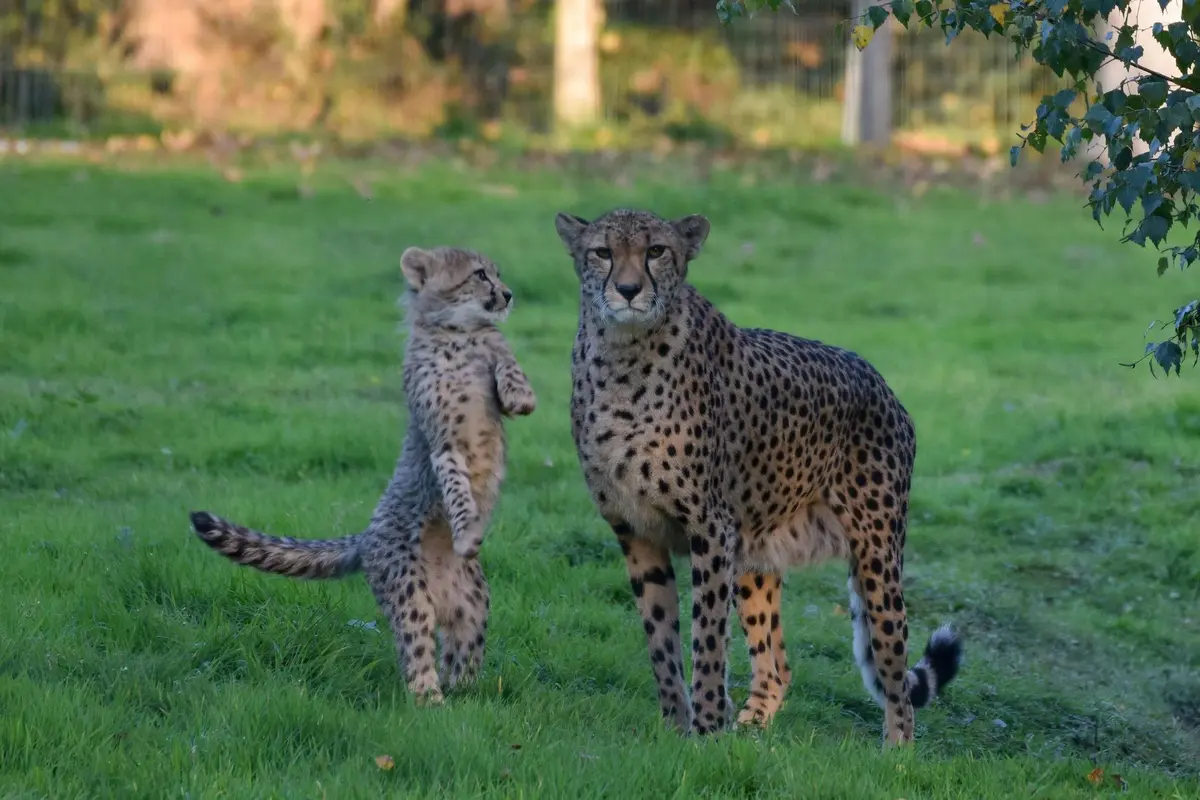 Réserve Safari de Lumigny