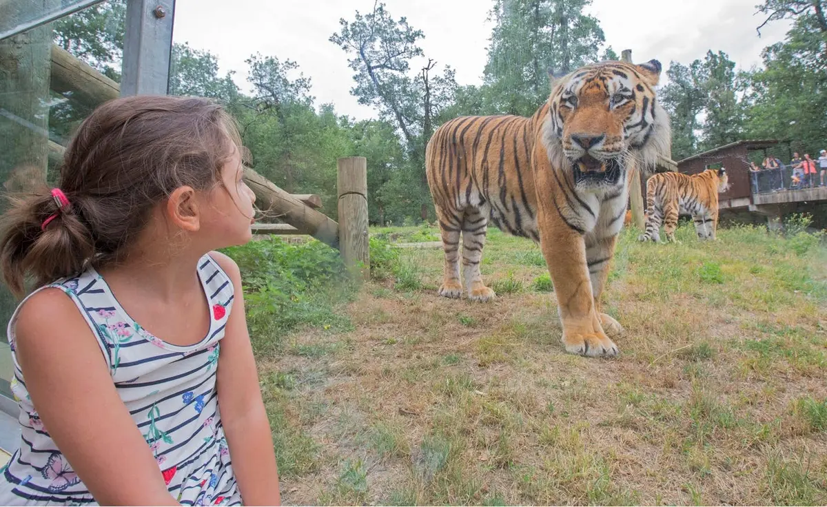Une jeune fille vêtue d'une robe à rayures est assise près d'un enclos vitré et regarde un tigre dans une zone herbeuse et boisée.