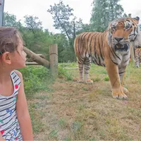 Une jeune fille vêtue d'une robe à rayures est assise près d'un enclos vitré et regarde un tigre dans une zone herbeuse et boisée. DR