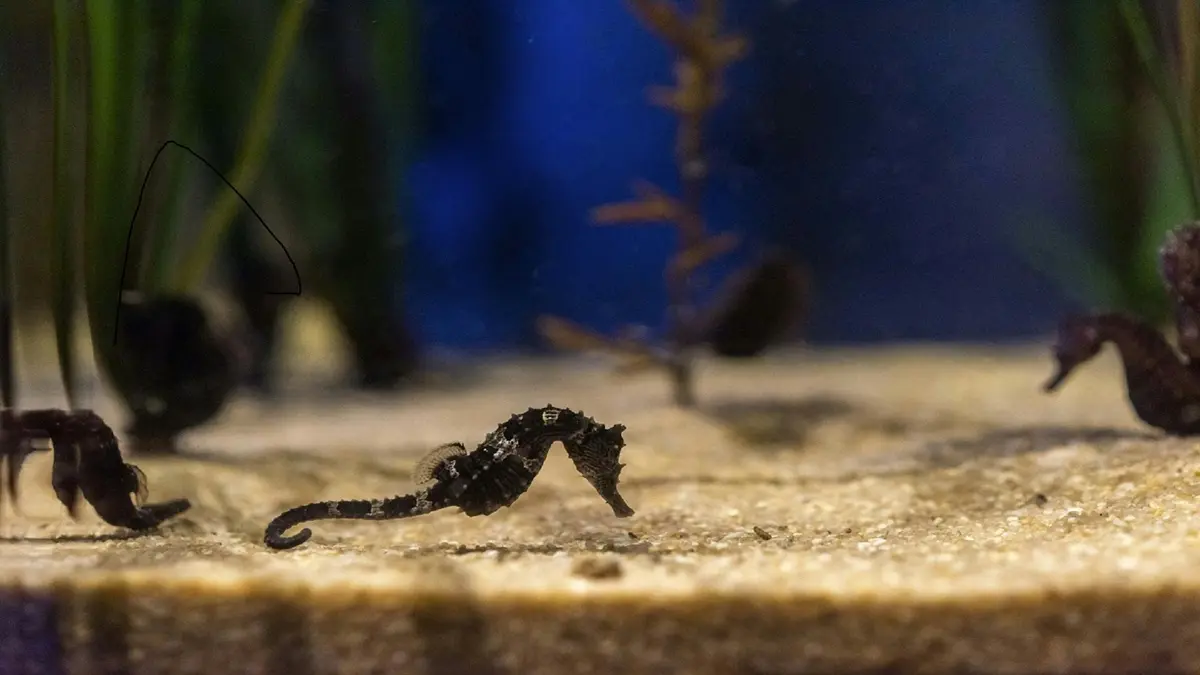 Un petit hippocampe noir repose sur le fond sablonneux d'un aquarium, avec des plantes aquatiques floues en arrière-plan.