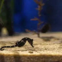 Un petit hippocampe noir repose sur le fond sablonneux d'un aquarium, avec des plantes aquatiques floues en arrière-plan. DR