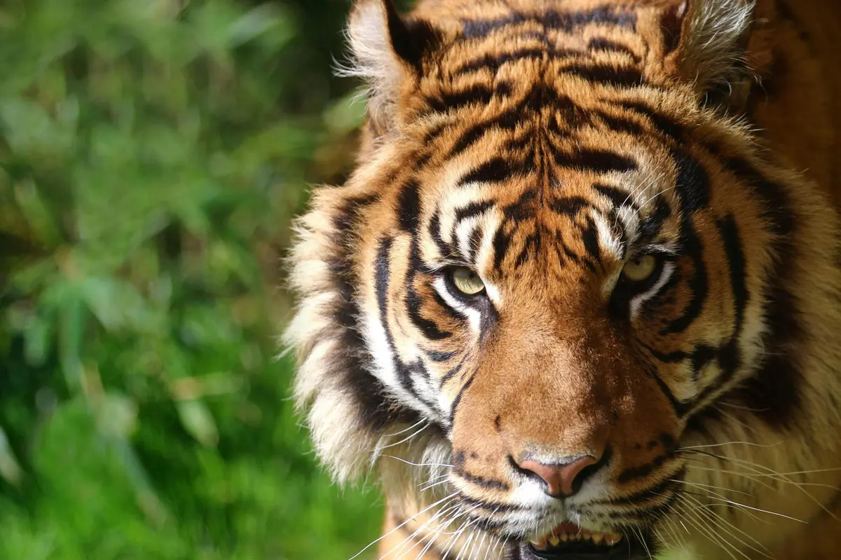 Gros plan sur le visage d'un tigre aux yeux vifs et à la fourrure détaillée, sur un fond naturel vert flou.