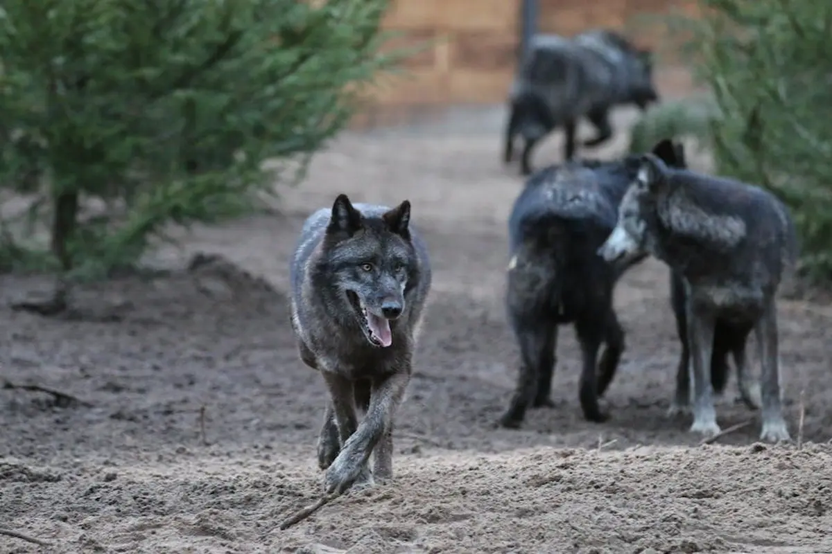 Un groupe de loups, dont l'un est bien visible au premier plan, marchant sur un terrain sablonneux entouré d'arbres.