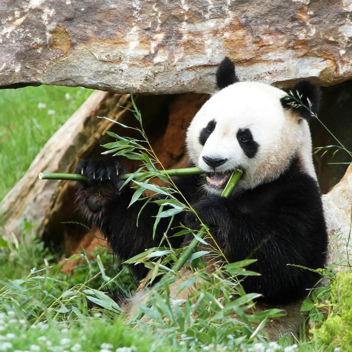 Un panda est assis au milieu de la verdure, tenant des tiges de bambou avec ses deux pattes avant, tout en mâchant l'une d'entre elles. Grande formation rocheuse à l'arrière-plan.