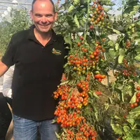 Un plant de tomates cerises à planter dans le jardin DR