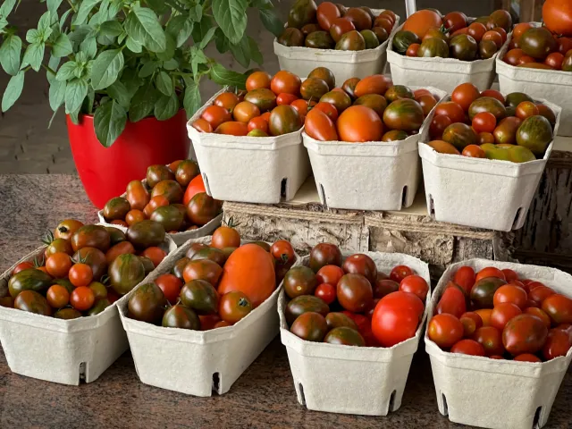 Bientôt, de belles tomates à cueillir dans votre jardin