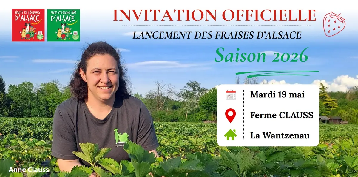 Lancement de la saison des fraises d'Alsace à la Ferme Clauss de La Wantzenau