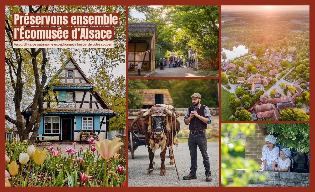 L'Écomusée d'Alsace à Ungersheim lance une grande mobilisation pour sauvegarder ce patrimoine vivant unique en France et appelle tous les Alsaciens à se joindre à cet élan collectif