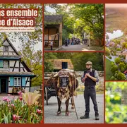 L'Écomusée d'Alsace à Ungersheim lance une grande mobilisation pour sauvegarder ce patrimoine vivant unique en France et appelle tous les Alsaciens à se joindre à cet élan collectif