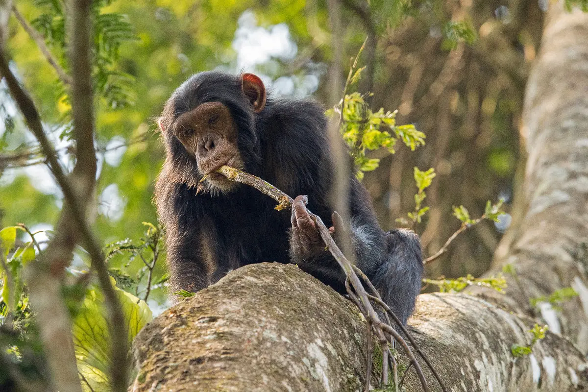Ces chimpanzés ougandais fabriquent des outils pour extraire du miel et le Musée de l'Homme à Paris vient de révéler cette pratique culturelle inédite transmise de mère en petit