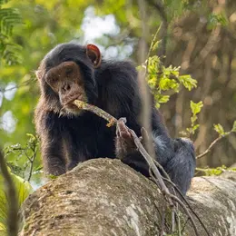 Ces chimpanzés ougandais fabriquent des outils pour extraire du miel et le Musée de l'Homme à Paris vient de révéler cette pratique culturelle inédite transmise de mère en petit