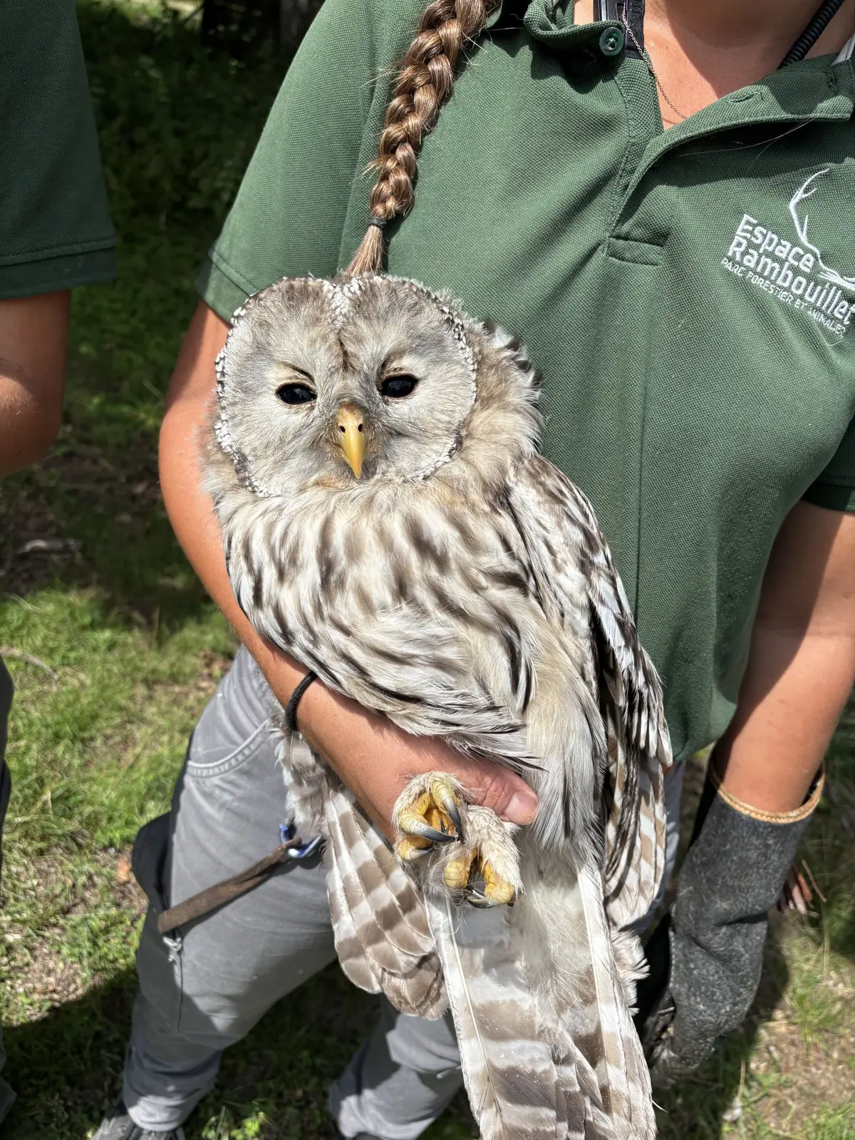 Des chouettes de l'Oural nées à l'Espace Rambouillet bientôt relâchées dans les forêts de Bavière