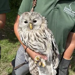 Des chouettes de l'Oural nées à l'Espace Rambouillet bientôt relâchées dans les forêts de Bavière