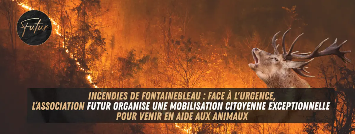 Incendies dans la forêt de Fontainebleau : l'association FUTUR mobilise des bénévoles pour secourir les animaux