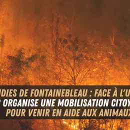 Incendies dans la forêt de Fontainebleau : l'association FUTUR mobilise des bénévoles pour secourir les animaux