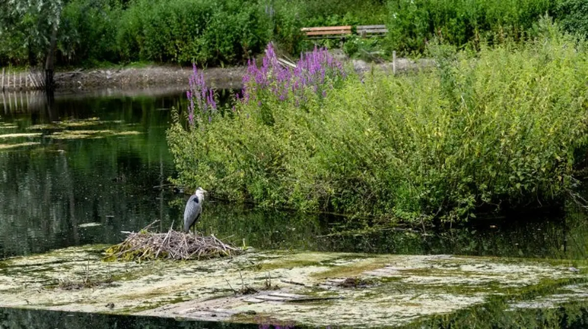 Les paysages sonores au Parc de la Citadelle de Lille