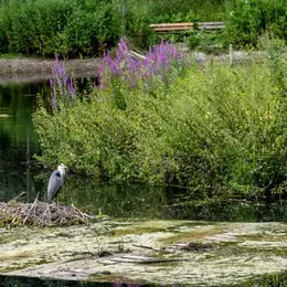 Les paysages sonores au Parc de la Citadelle de Lille