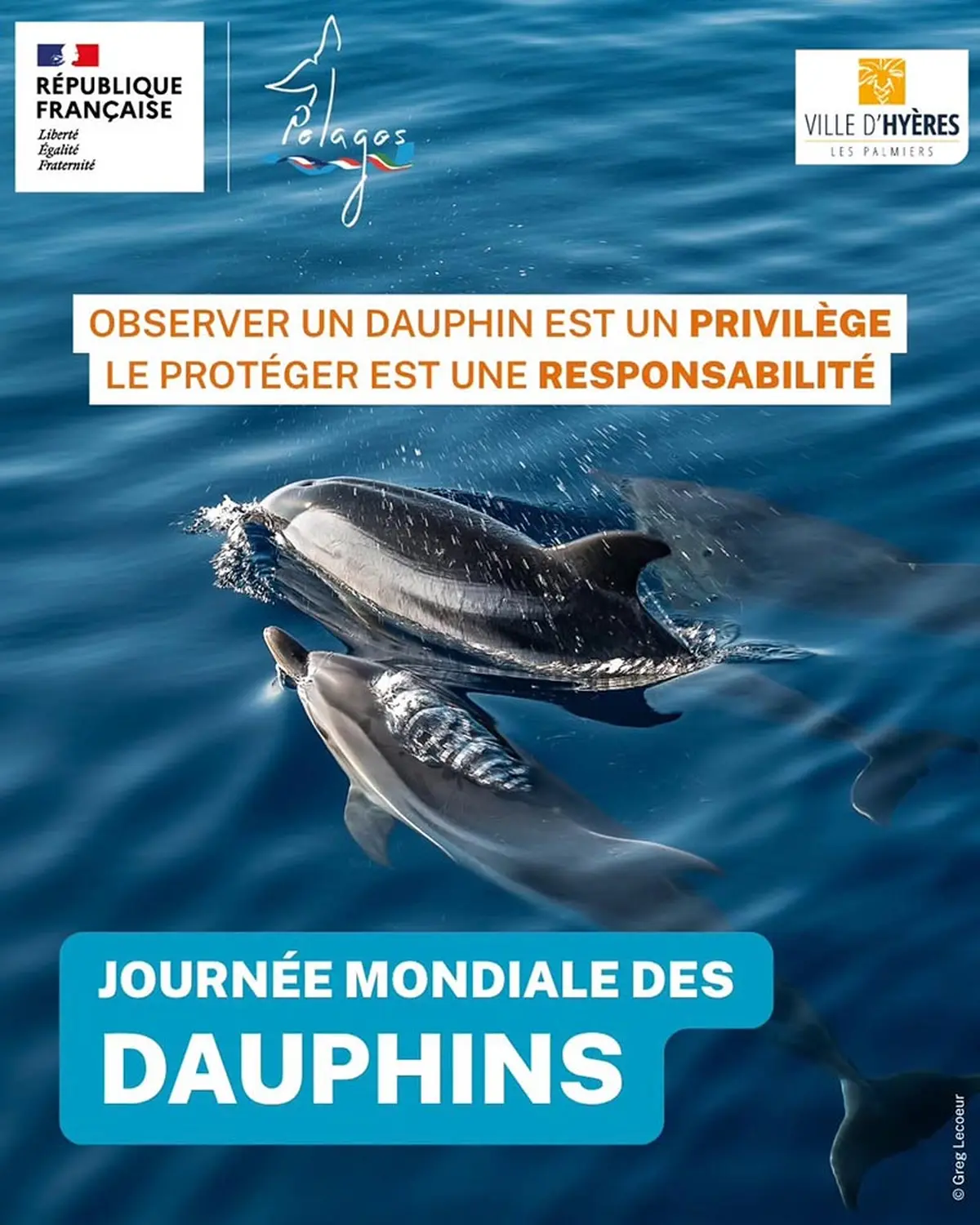 Rencontre avec un cétacé en mer : les bons gestes à adopter en Méditerranée
