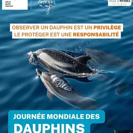 Rencontre avec un cétacé en mer : les bons gestes à adopter en Méditerranée