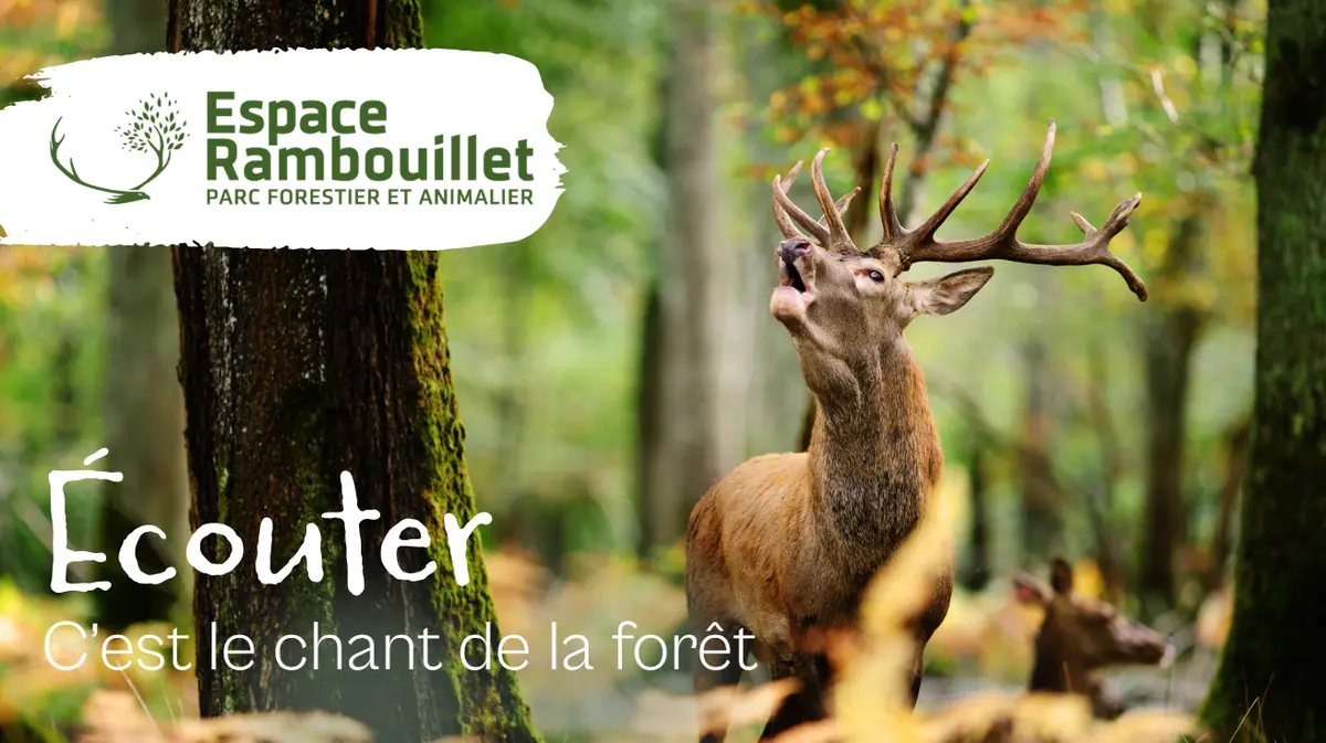 Le brame du cerf à l'Espace Rambouillet de Sonchamp