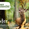 Le brame du cerf &agrave; l'Espace Rambouillet de Sonchamp