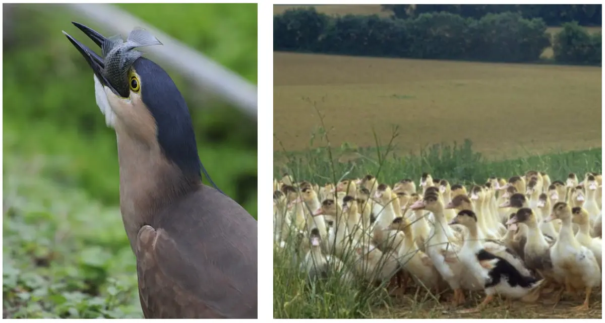 Journées du Patrimoine : visites et dégustations dans deux fermes au foie gras d'Alsace